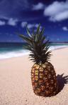 beached pineapple!