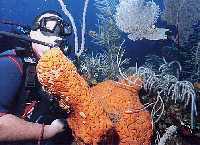 guy-s.jpg (8835 bytes)