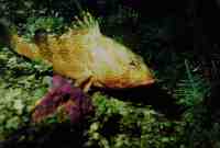 nite1s.jpg (3487 bytes)