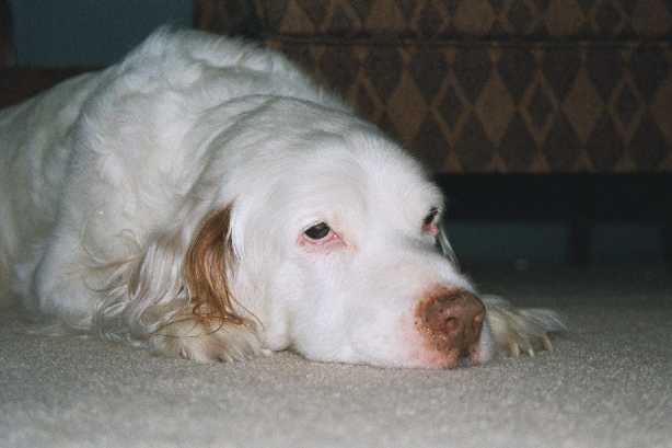 Wonder when dinner is?