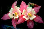 flowernbee.gif (11310 bytes)