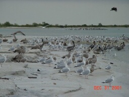 Birds at the Lagoon