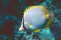 Reef Butterfly, Aag19s.jpg