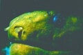 Green Moray, Aah21s.jpg