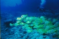 School of Porgies, Aah22s.jpg