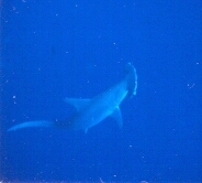 Hammerhead Shark came up to visit, Hshark.jpg