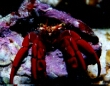 Red Crab, crabps.jpg