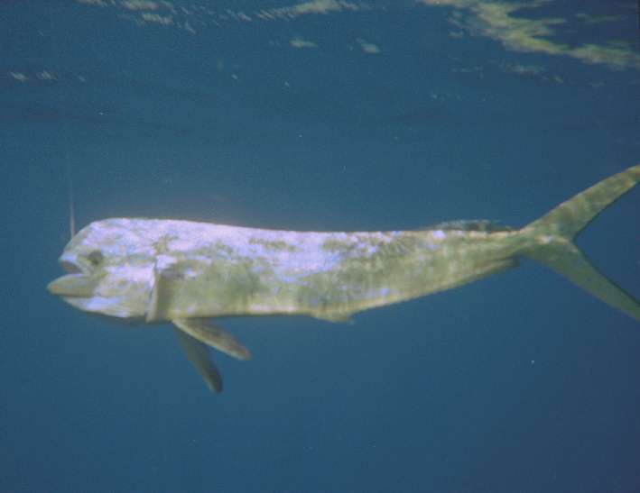 Bull Dolphin, dl_bull.jpg