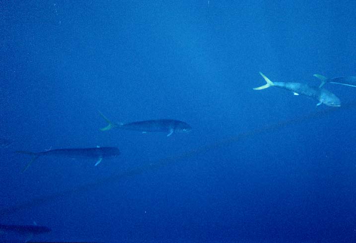 School of Dolphin, dol_sch.jpg