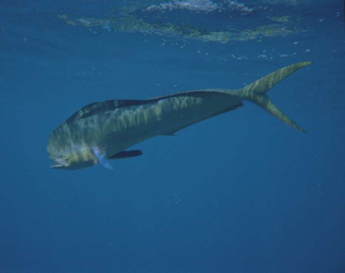 Bull Dolphin, dolphin_2.jpg