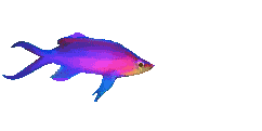animated fish