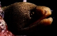The Moray Eel, moray1ps.jpg