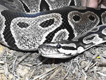 axanthic