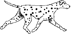 Dalmatian Pic