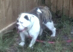 Staffp3.jpg (46767 bytes)