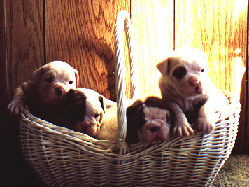 Scarlet2.JPG(210016 bytes)