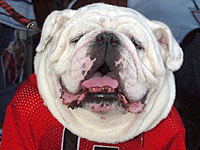 UGA-VI