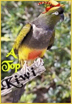 This is Kiwi's most prestigious AWARD