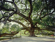 {short description of image}