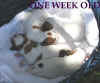 Buela-Gordon Pups 5-17 5-20-01.jpg (34614 bytes)