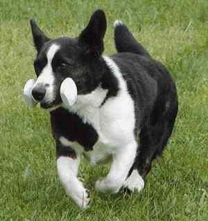 MouseRetrieve.jpg (11402 bytes)