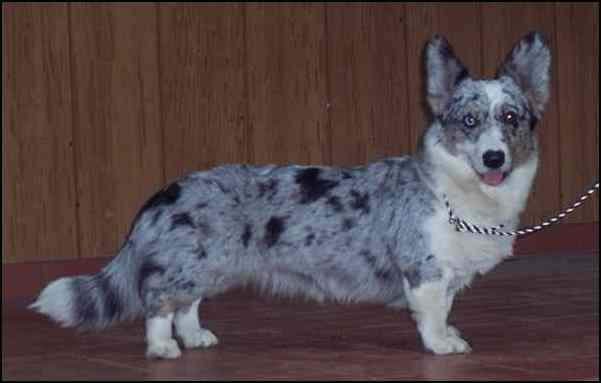 bubbles2.jpg (14632 bytes)