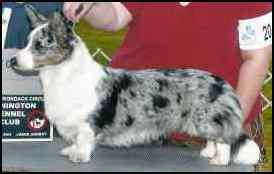 charm2major1.jpg (6018 bytes)