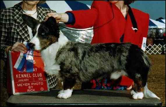 chewy.jpg (40200 bytes)