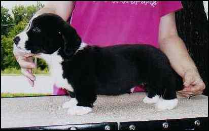 comma8wks.jpg (10319 bytes)