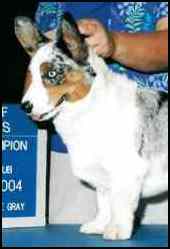 cowboynewch1.jpg (5304 bytes)