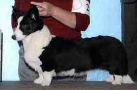 journey5ptmajorT.jpg (4703 bytes)