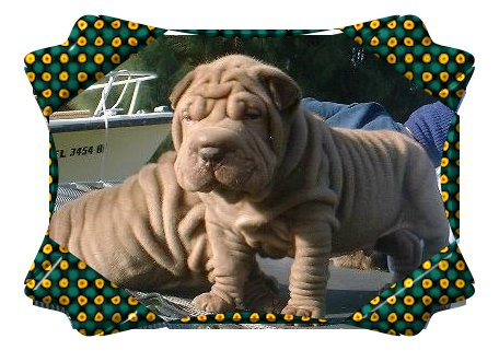 chocolate sharpei puppy