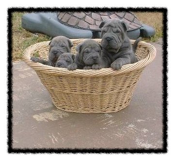 blue puppies