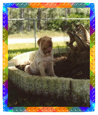 sharpei puppy