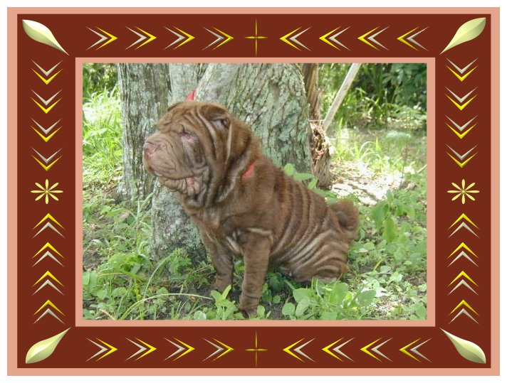 sharpei puppy