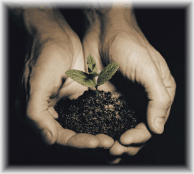 two hands holding seedling in soil