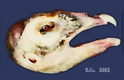 Image 2 of 16  -  12 kB