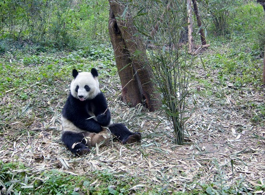 2010 Beijing Zoo北京动物园 