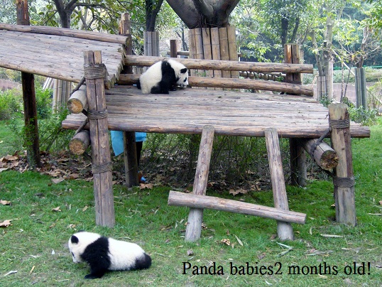 2010 Beijing Zoo北京动物园 