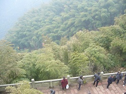 Bamboo Sea, Chengdu 蜀南竹海 