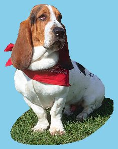 Basset Hound