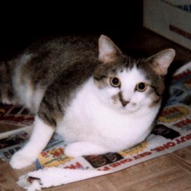 Brando.  Photograph by Ginger-lyn Summer.