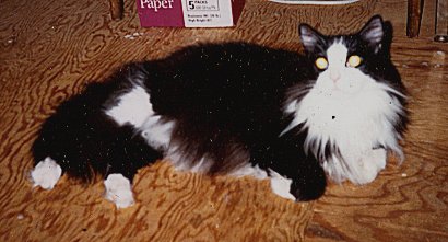 Cosmo, 1998.  Photograph by Ginger-lyn Summer.