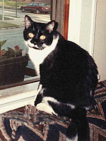 My Beloved Mojo, Aug. 1998. Photograph by Ginger-lyn Summer.