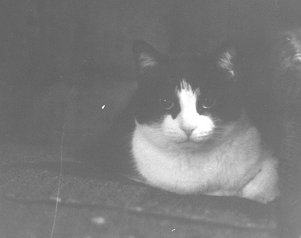 Tiki.  Photograph by Ginger-lyn Summer.