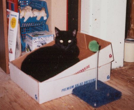 Trill. Photograph by Ginger-lyn Summer.