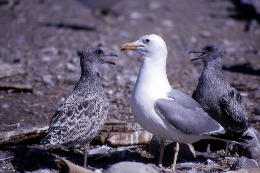 seagulls- adult & juvenilles