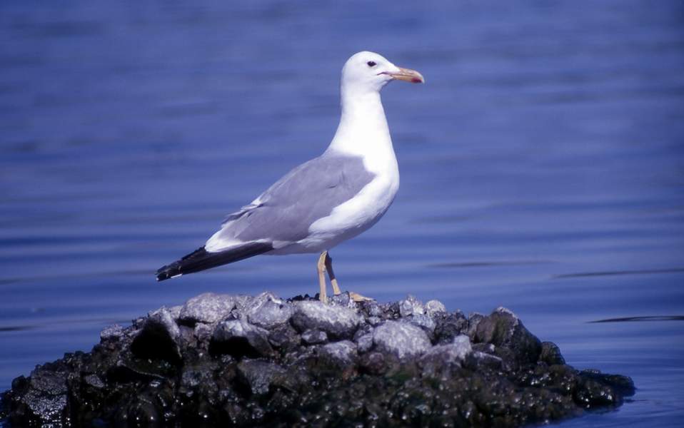 adult California seagull