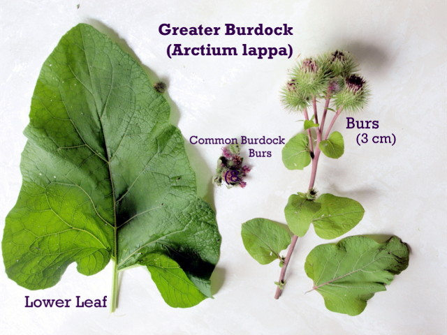 Burdock leaves