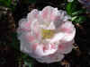 pinkflower.jpg (23341 bytes)